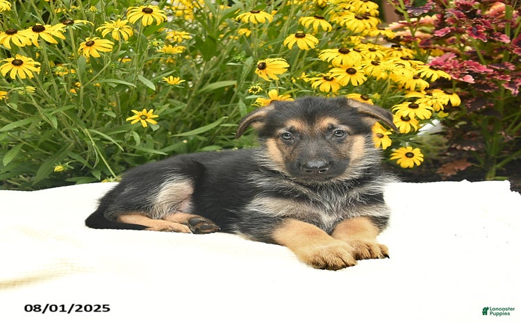 German Shepherd dogs for sale - Ad 5