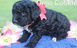 Spanish Water Dog dogs for sale: Oreo Cookie - Image 1