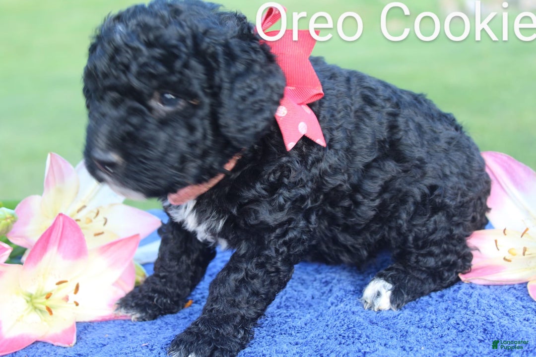 Spanish Water Dog dogs for sale: Oreo Cookie - Image 1