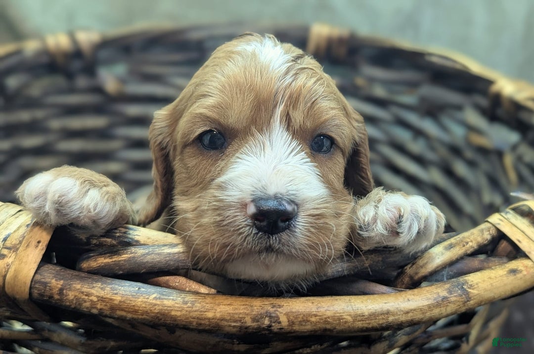 Cavapoo dogs for sale: Henry - Image 11