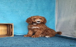 Miniature Poodle dogs for sale: Dakato - Image 7