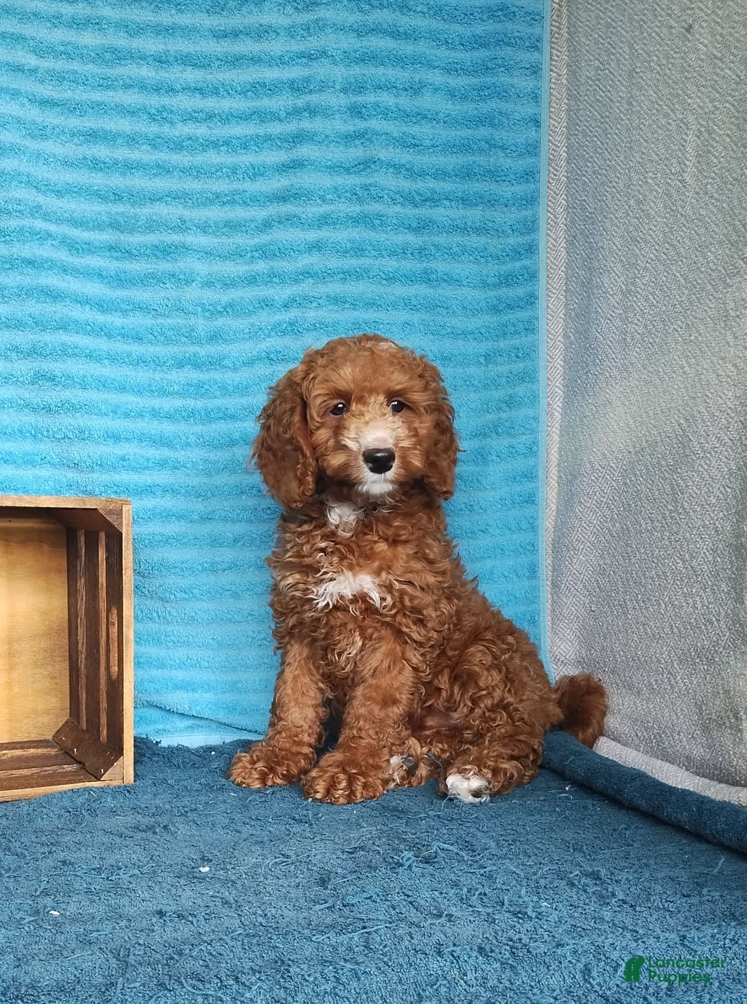Miniature Poodle dogs for sale: Dakato - Image 7
