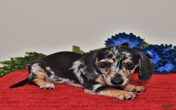 Miniature Dachshund dogs for sale: Allie - Image 2