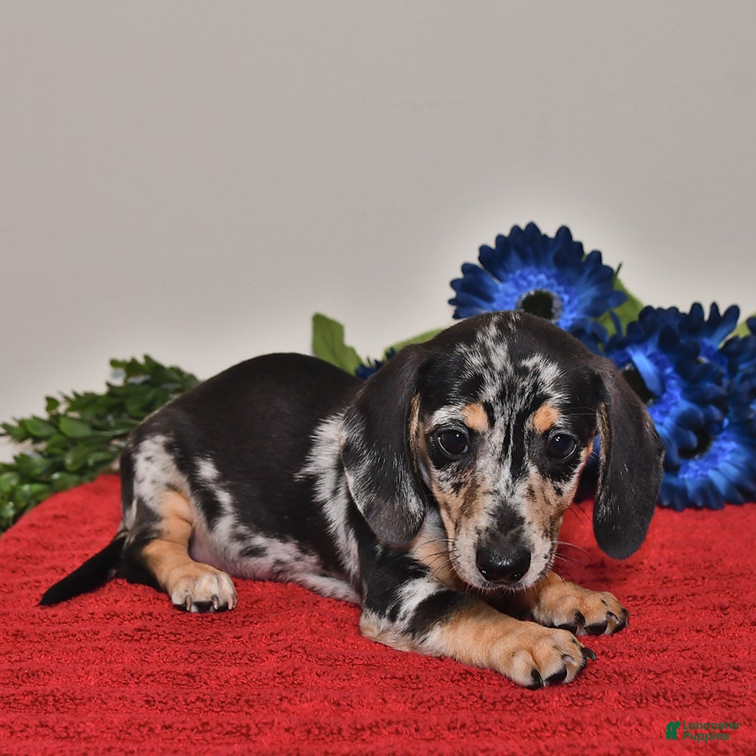 Miniature Dachshund dogs for sale: Allie - Image 2