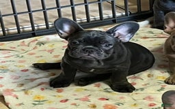 French Bulldog dogs for sale: Maya - Image 1