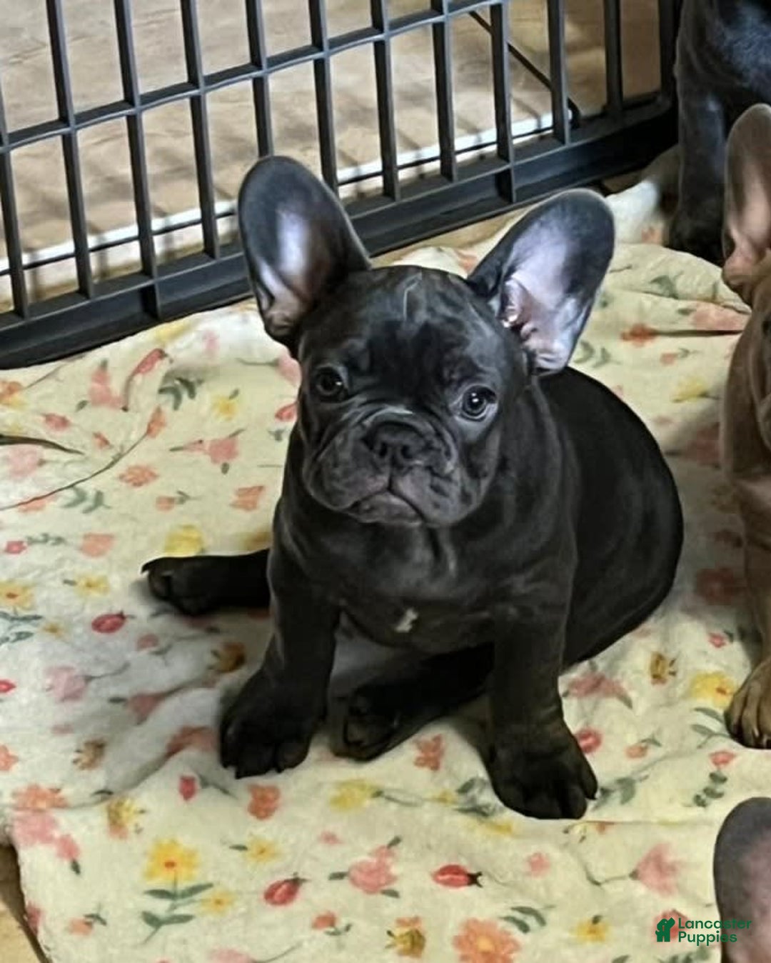 French Bulldog dogs for sale: Maya - Image 1