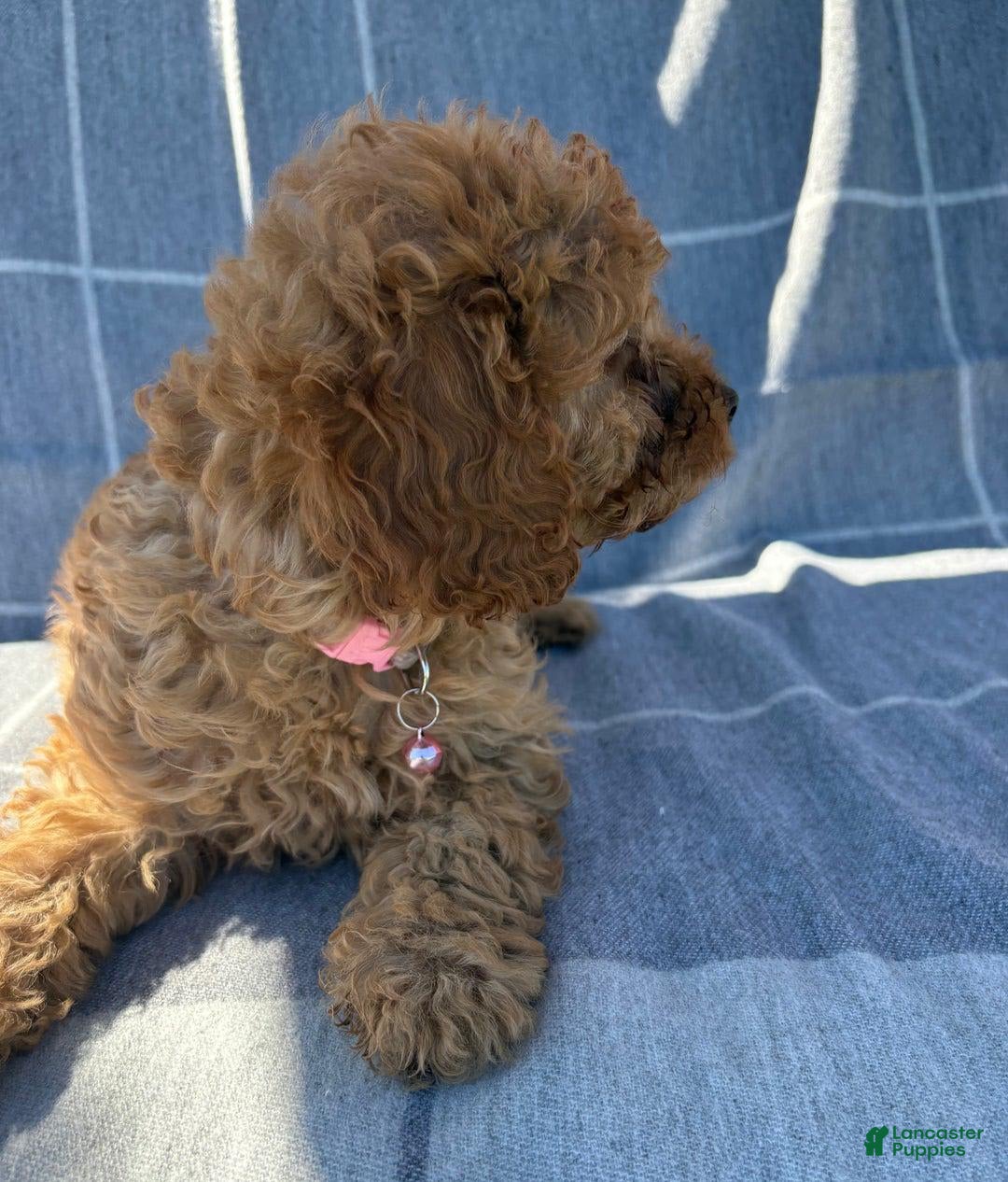 Cavapoo dogs for sale: Lara - Image 3