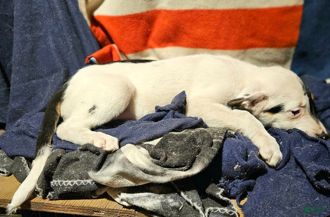 Border Collie dogs for sale: Gumbi - Image 25