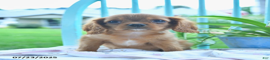 Wanda