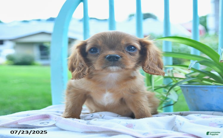 Cavalier King Charles Spaniel dogs for sale - Ad 2