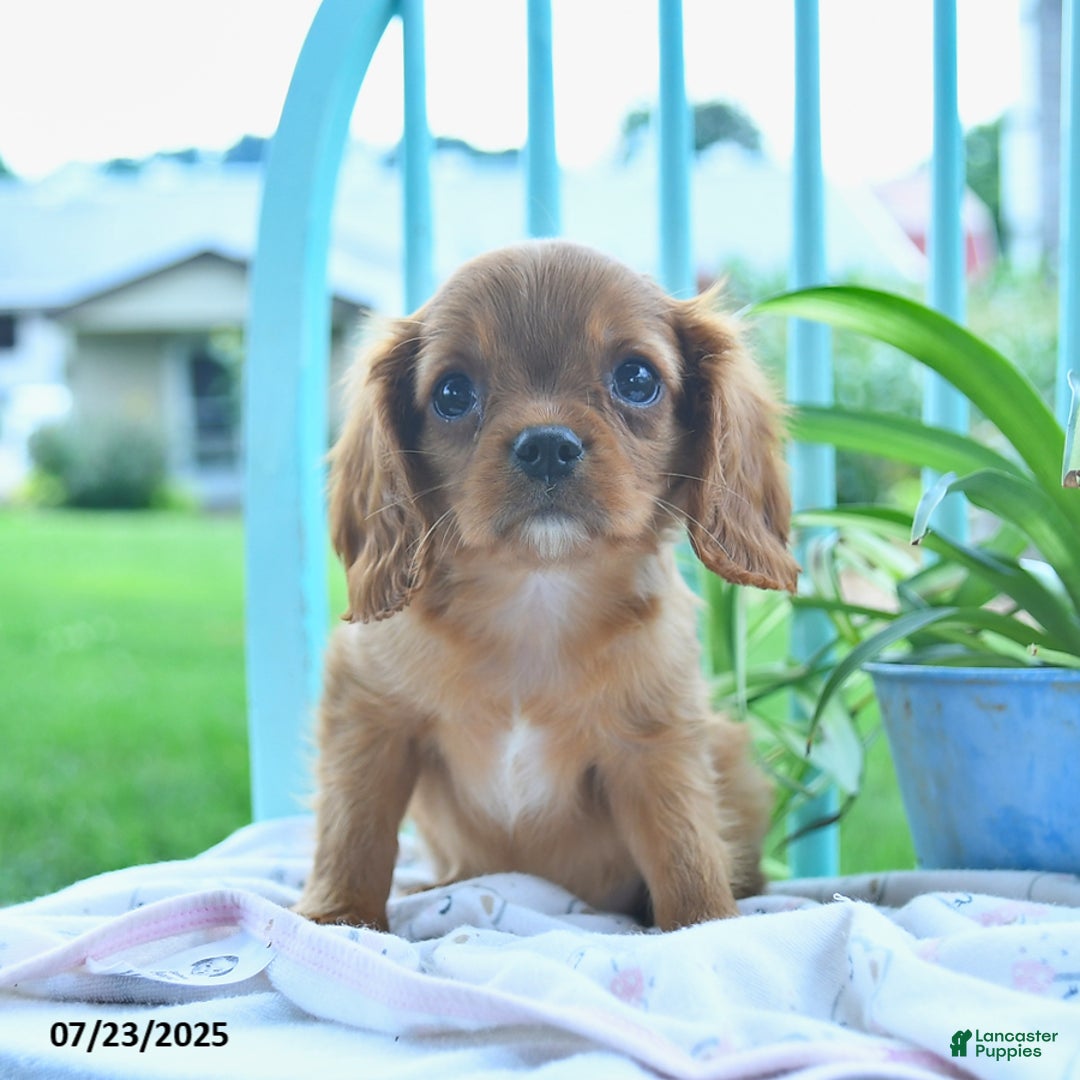 Cavalier King Charles Spaniel dogs for sale: Wanda - Image 3