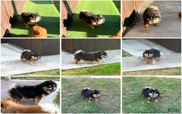 Pomeranian dogs for sale: Annabelle - Image 2