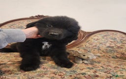 Newfoundland dogs for sale: Bella - Image 2
