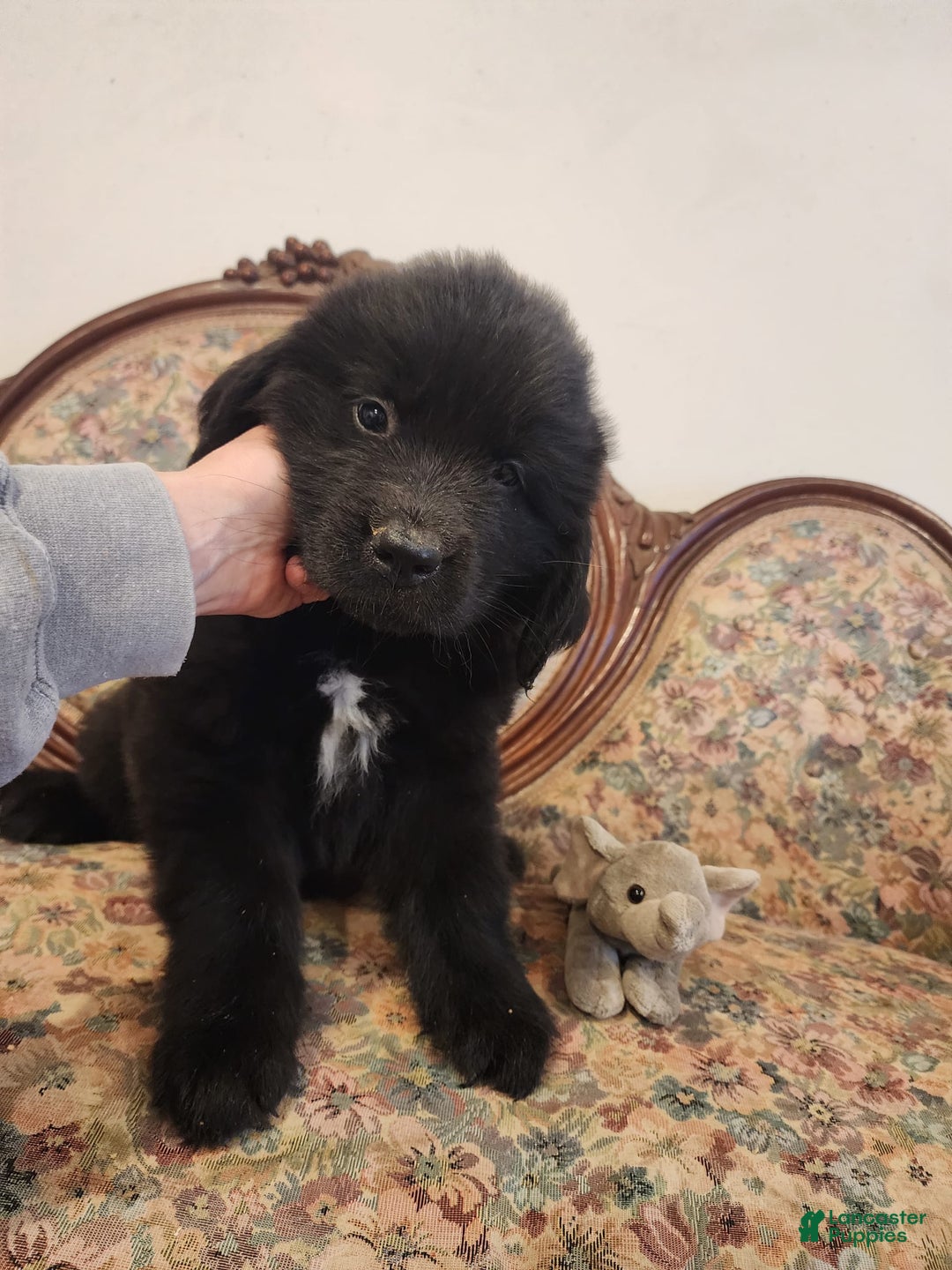 Newfoundland dogs for sale: Bella - Image 2