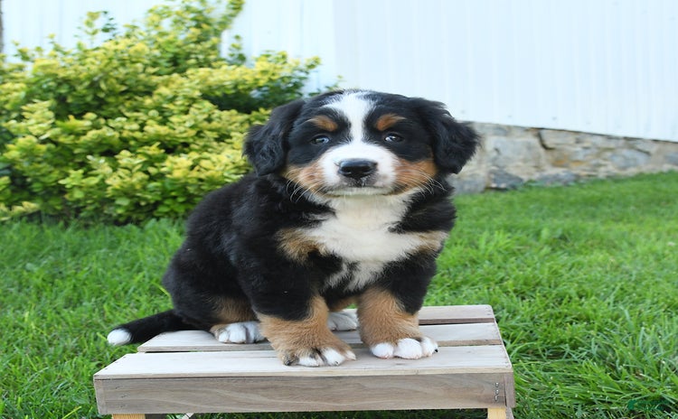 Bernese Mountain Dog dogs - Advert 24