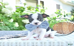 Chihuahua dogs for sale: Brewster - Image 1