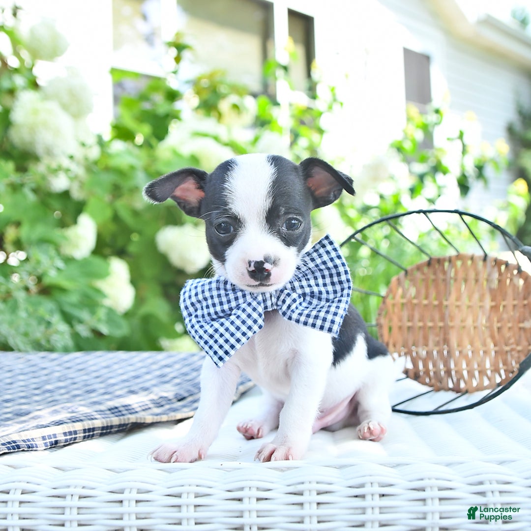 Chihuahua dogs for sale: Brewster - Image 1