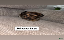 Morkie dogs for sale: Mocha - Image 1
