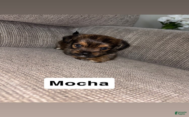 Morkie dogs for sale - Ad 3