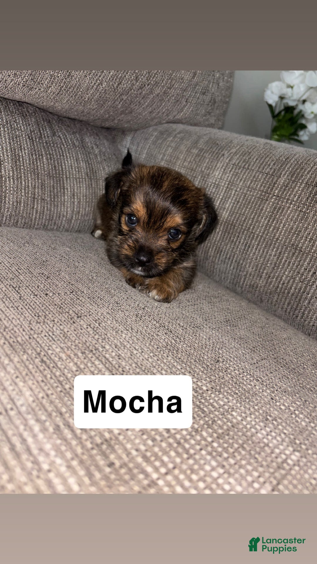 Morkie dogs for sale: Mocha - Image 1