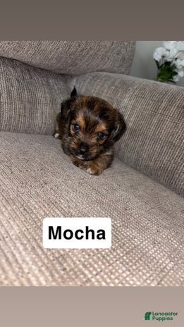 Morkie dogs for sale - Ad 3