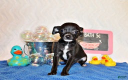 Chihuahua dogs for sale: Sullivan - Image 3