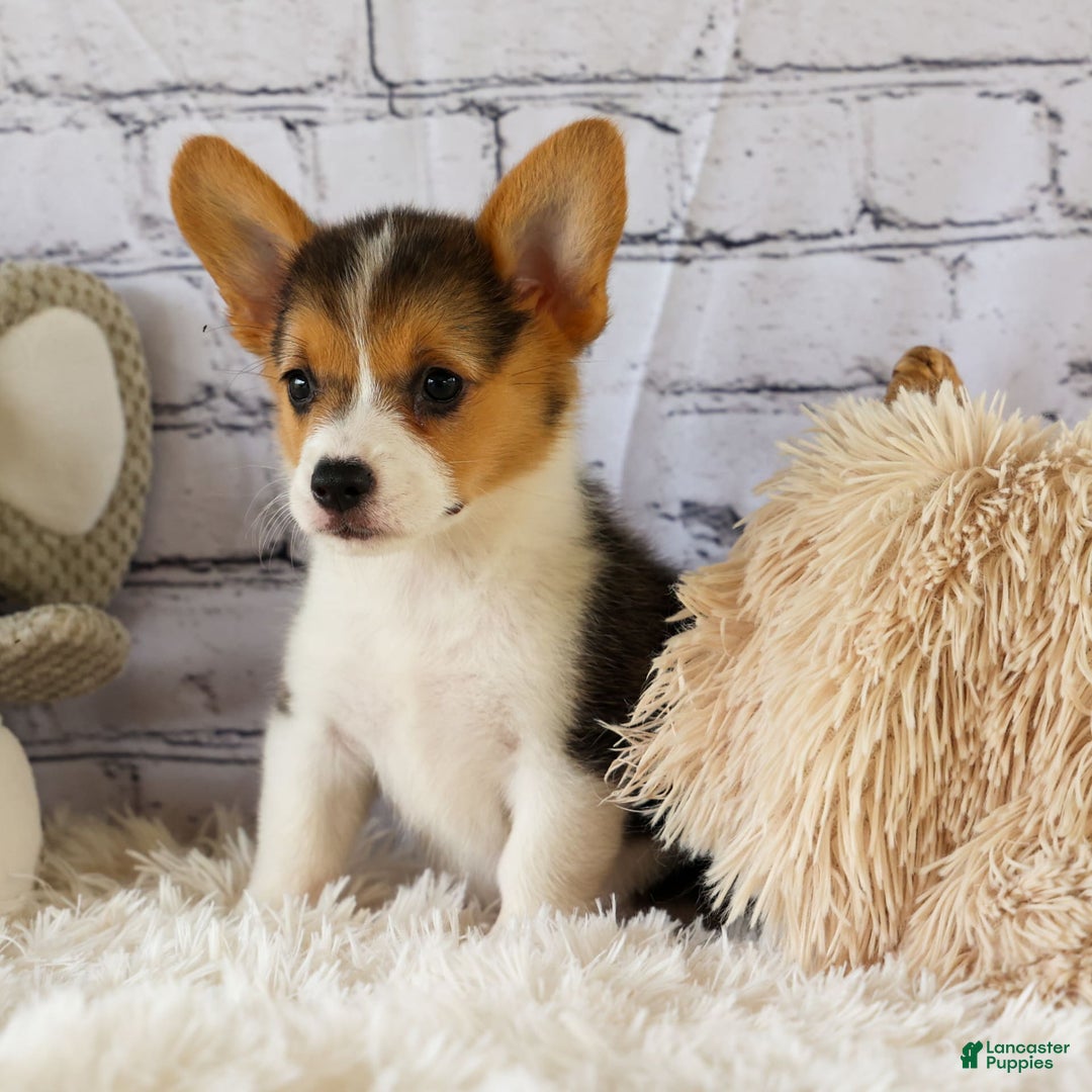 Welsh Corgi Pembroke dogs for sale: Lyla - Image 18