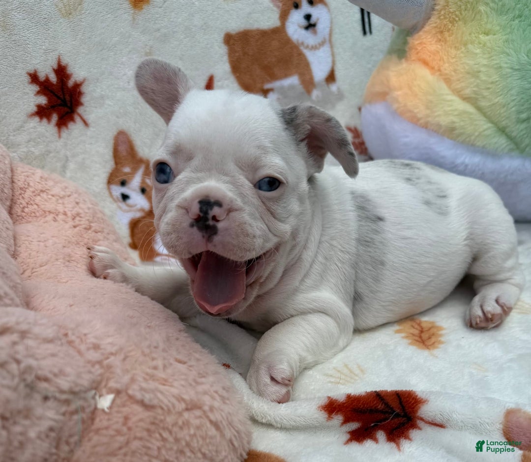 French Bulldog dogs for sale: Bianca - Image 3