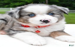 Miniature Australian Shepherd dogs for sale: Jessica - Image 7