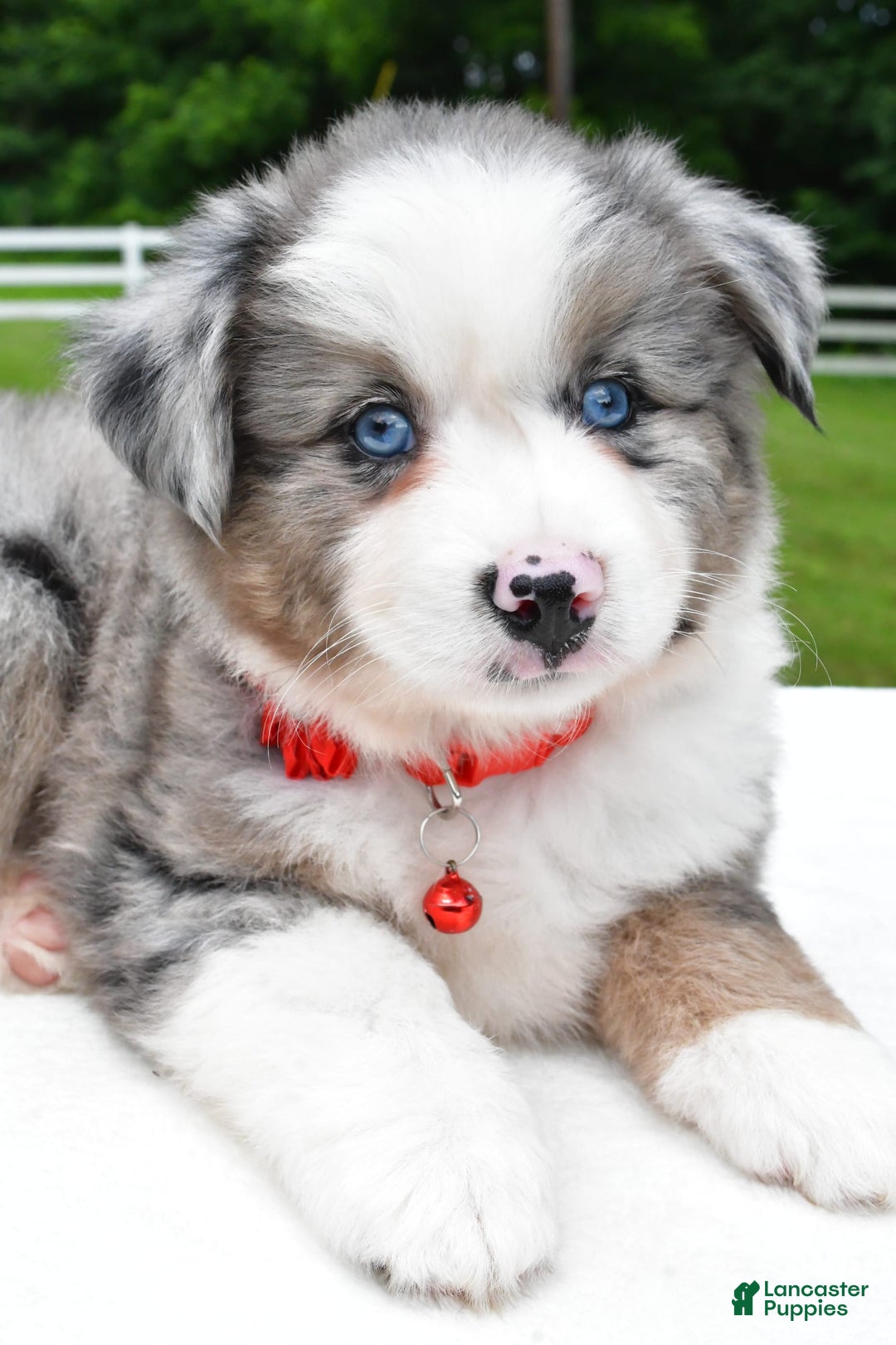 Miniature Australian Shepherd dogs for sale: Jessica - Image 7