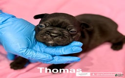 French Bulldog dogs for sale: Thomas - Image 3