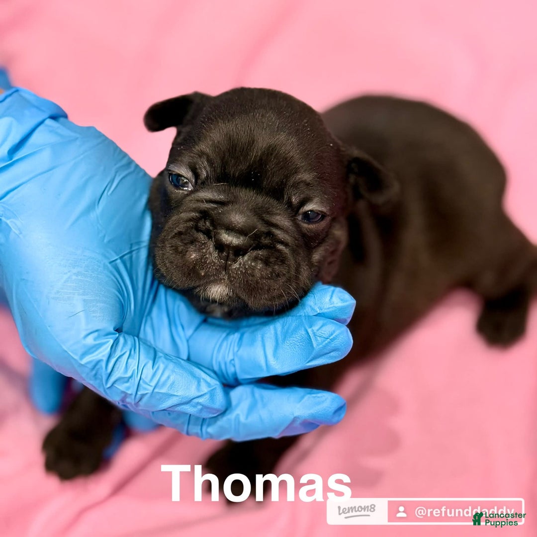 French Bulldog dogs for sale: Thomas - Image 3