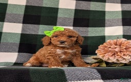 Miniature Poodle dogs for sale: Harmony - Image 2