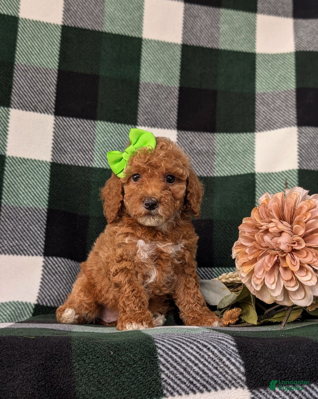 Miniature Poodle dogs for sale: Harmony - Image 2