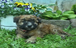 Soft Coated Wheaten Terrier dogs for sale: Ruby - Image 3