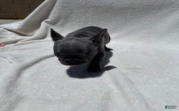 French Bulldog dogs for sale: Kitana - Image 4