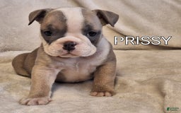 Olde English Bulldogge dogs for sale: Prissy - Image 6