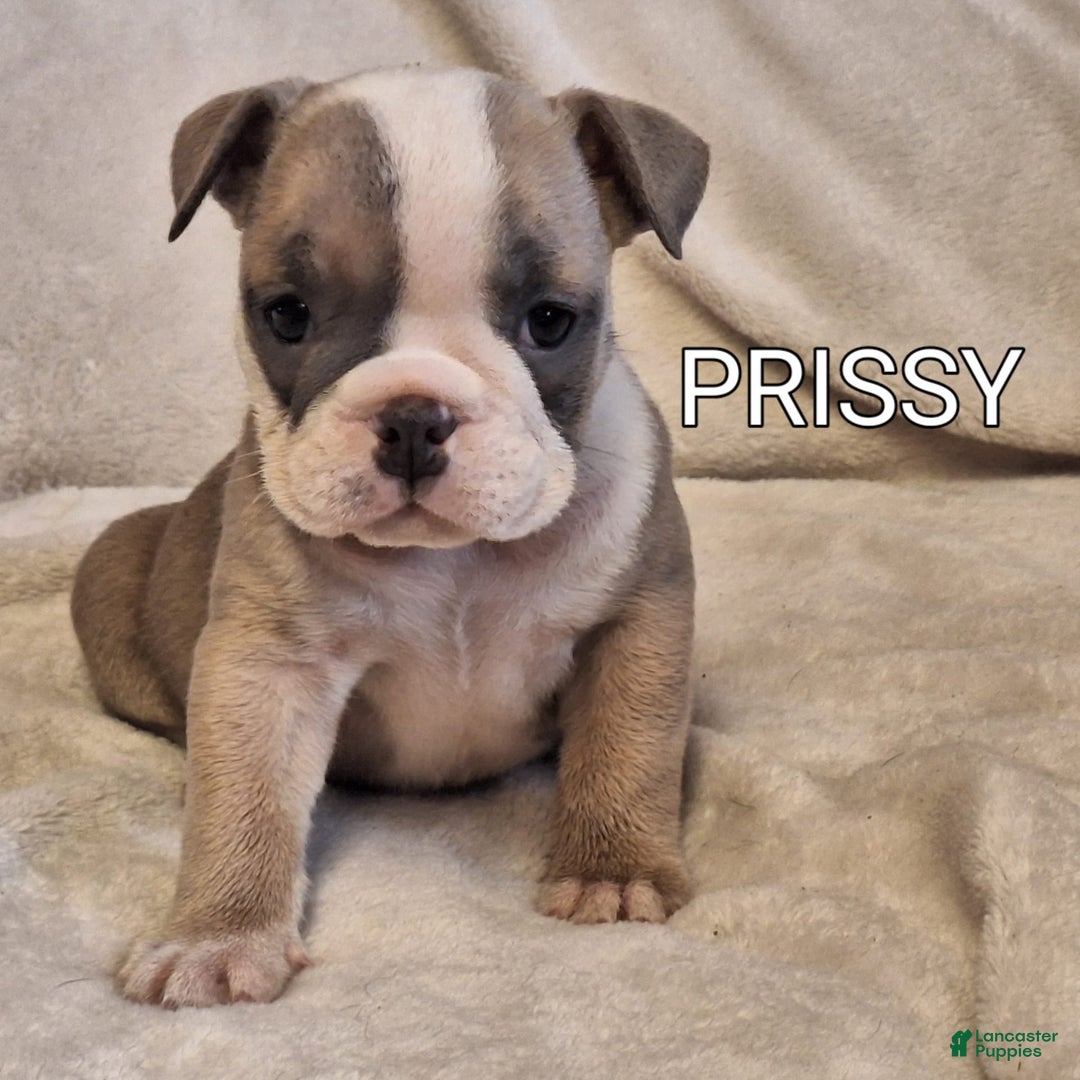 Olde English Bulldogge dogs for sale: Prissy - Image 6