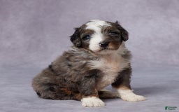 Mini Bernedoodle dogs for sale: Caleb - Image 5
