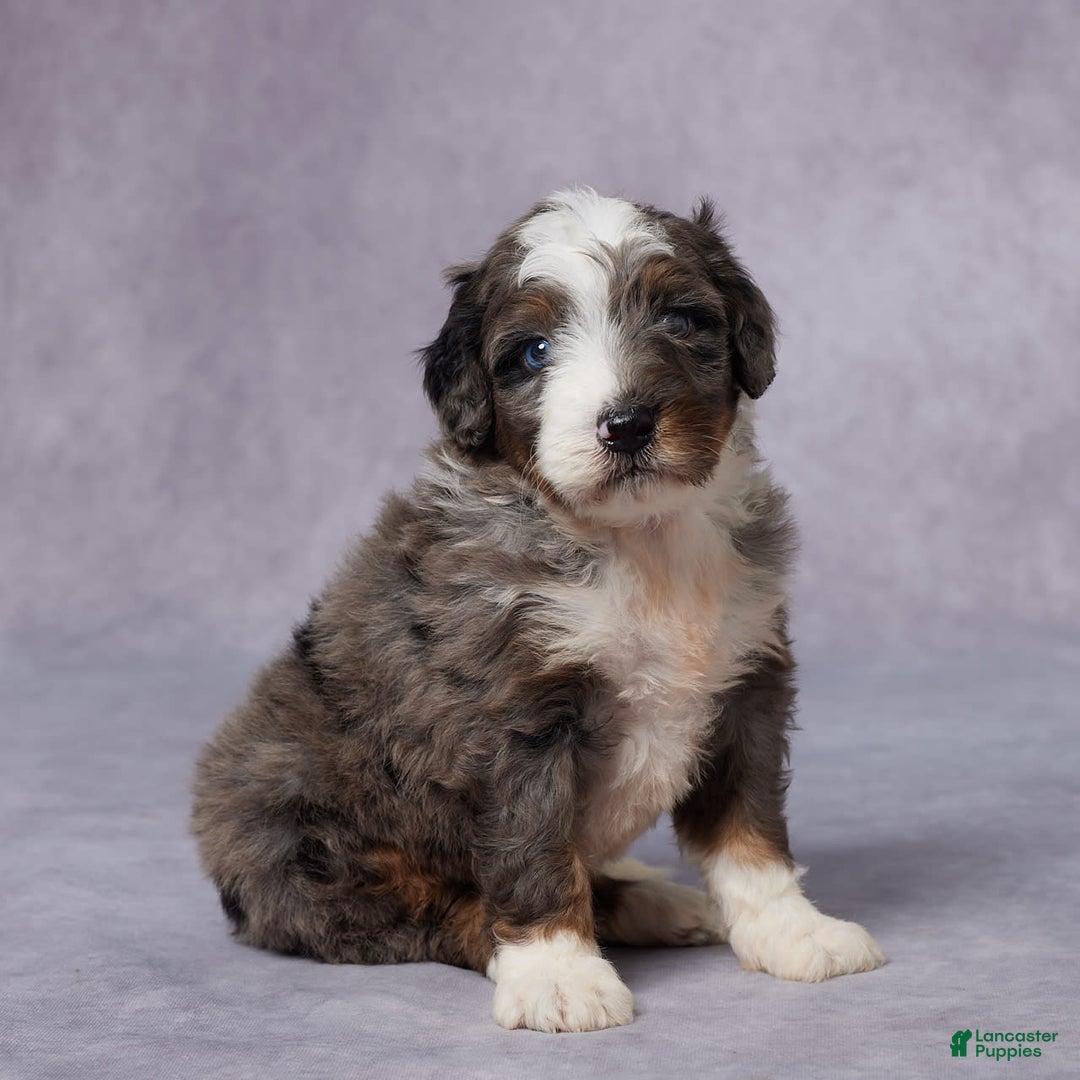Mini Bernedoodle dogs for sale: Caleb - Image 5