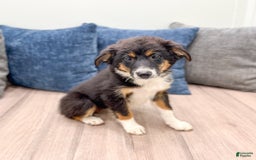 Miniature Australian Shepherd dogs for sale: Athena - Image 4