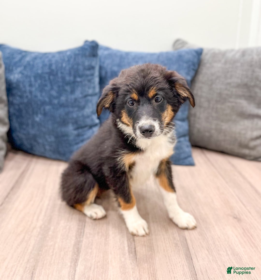 Miniature Australian Shepherd dogs for sale: Athena - Image 4