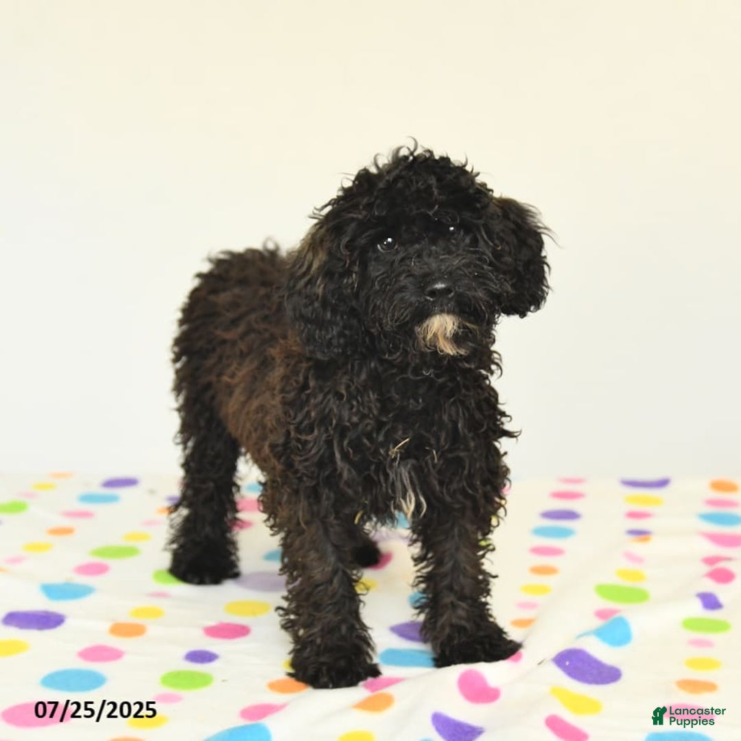 Miniature Poodle dogs for sale: Buster - Image 7