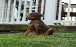 Doberman Pinscher dogs for sale: DIAMOND - Image 7