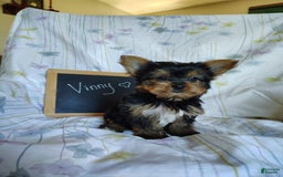 Yorkshire Terrier dogs for sale: Vinny - Image 8
