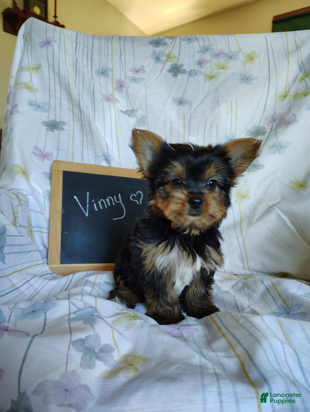 Yorkshire Terrier dogs for sale: Vinny - Image 8