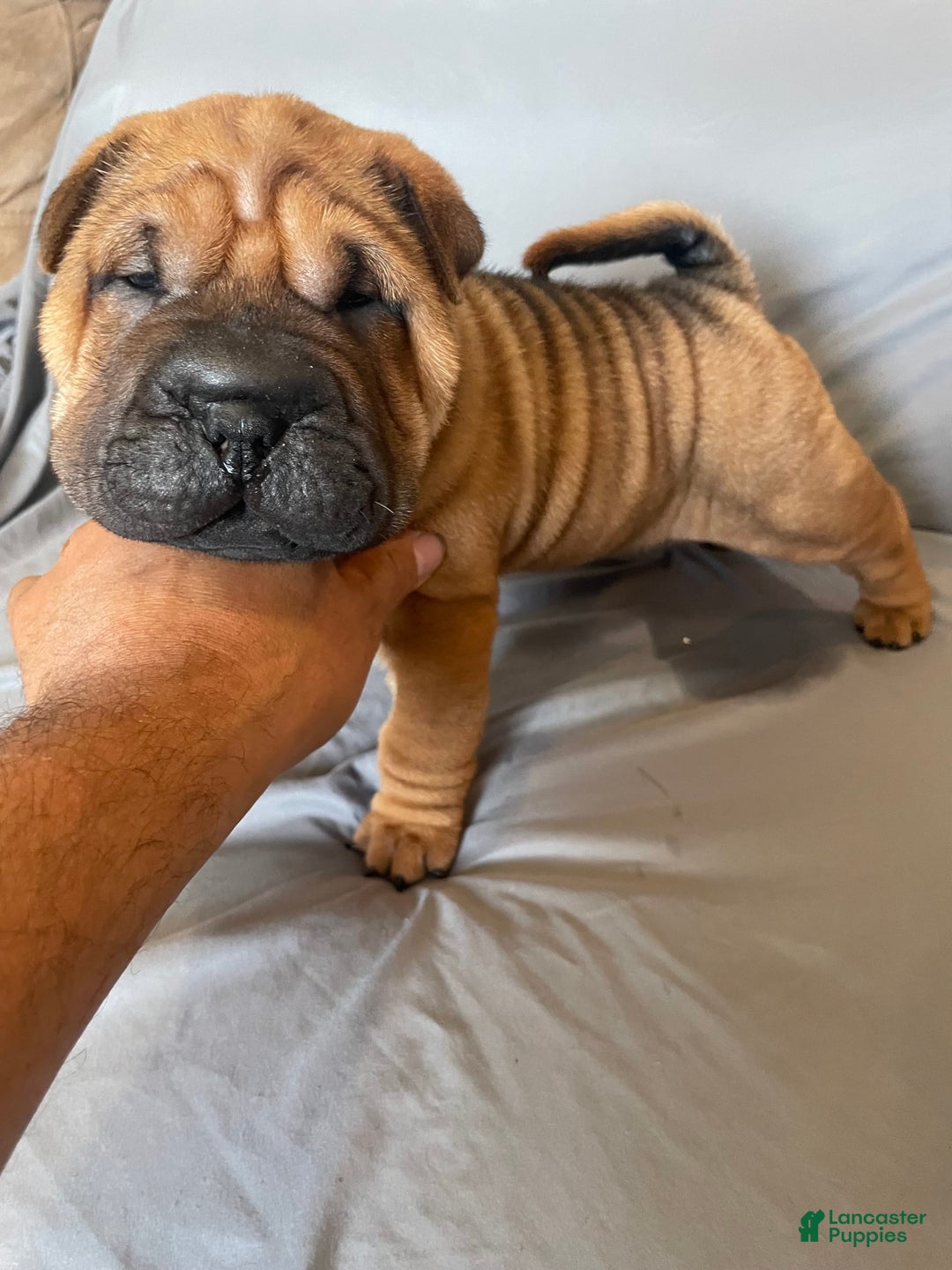 Shar Pei dogs for sale: Armani Squishy-face - Image 16