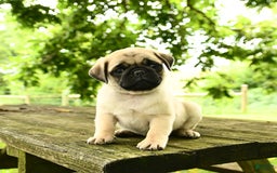 Pug dogs for sale: Jasper - Image 5
