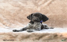 German Shorthaired Pointer dogs for sale: Washington - Image 5
