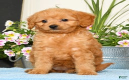Mini Goldendoodle dogs for sale: Queenie - Image 6